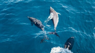 San Diego Surf Lessons San Diego Surfing San Diego Surf School San Diego Marine Life Dolphins and Surfers